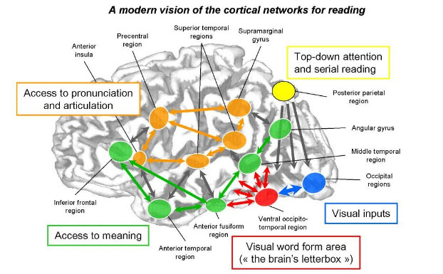 What Area Of The Brain Controls Reading And Writing