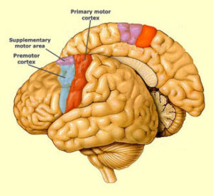 Areas of the brain involved in movement - Psychology Info