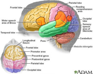 psychology brain diagram