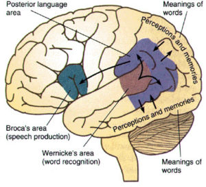 Image result for brain speech area