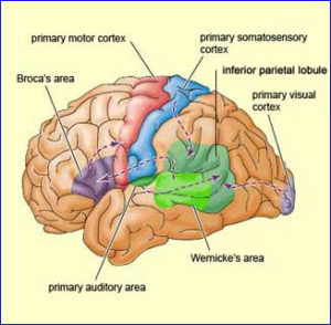 Areas of the brain involved in visual function - Psychology Info