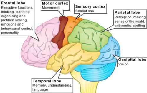 Lesions in areas of the brain that control movement - Psychology Info